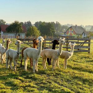 Besuch am Alpakahof in Eibiswald