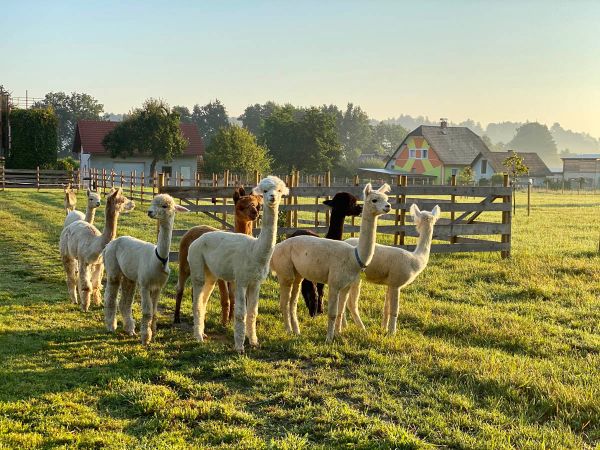 Besuch am Alpakahof in Eibiswald Besuch am Alpakahof in Eibiswald