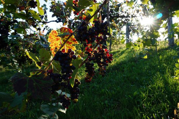 Blaue Wildbachertraube   Schilchertraube Blaue Wildbachertraube   Schilchertraube