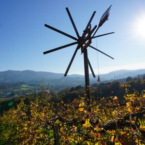 Blick uber Weinberg in Richtung Grenzkamm