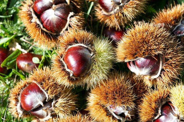 Edelkastanien in Eibiswald Edelkastanien in Eibiswald