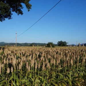 Hirsefeld im Schilcherland