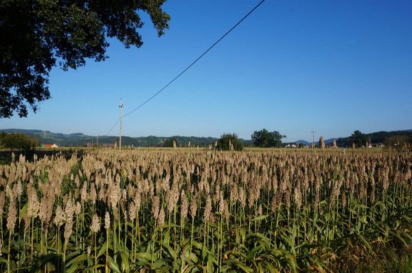 Hirsefeld im Schilcherland Hirsefeld im Schilcherland