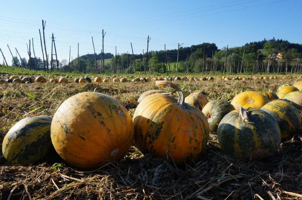 Kurbisfeld   Kernol   Schwarzes Gold Kurbisfeld   Kernol   Schwarzes Gold