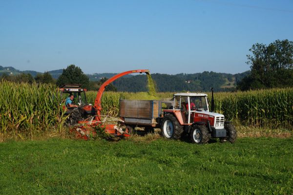 Maisernte Maisernte