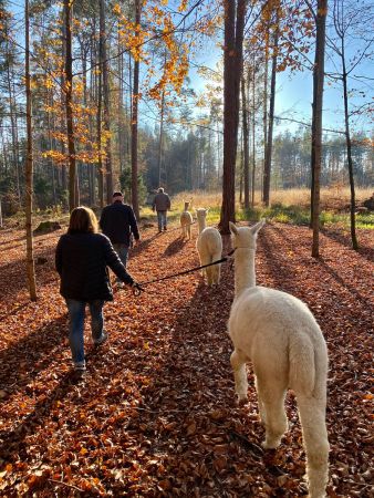Spazieren gehen mit Alpakas in Eibsiwald Spazieren gehen mit Alpakas in Eibsiwald