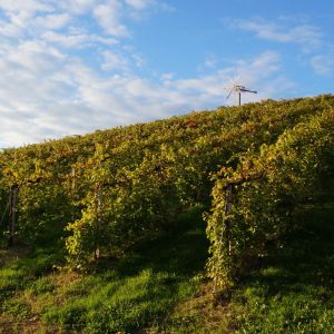 Weinberg in Eibiswald