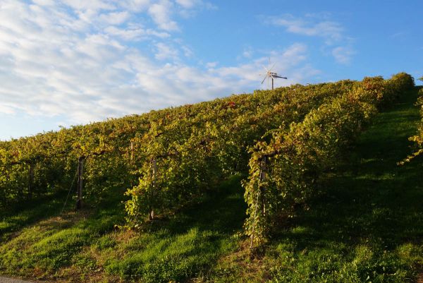 Weinberg in Eibiswald Weinberg in Eibiswald