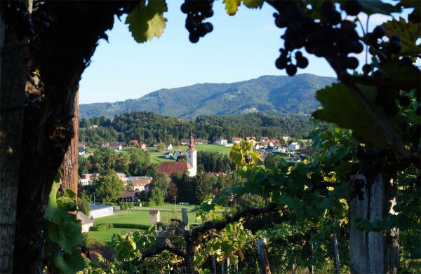 In Eibiswald wachst die Schilchertraube In Eibiswald wachst die Schilchertraube